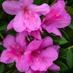 Pěnišník tupý 'BloomChampion Purple' květináč 10 litrů, výška 35/45cm, keř-0