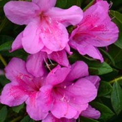 Rostliny - Pěnišník tupý 'BloomChampion Purple' květináč 3 litry, výška 25/30cm, keř