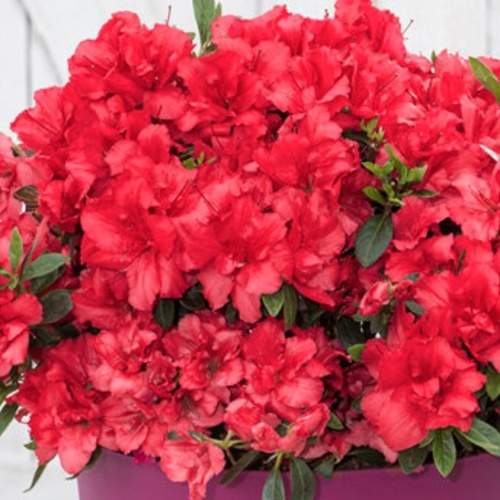 Rostliny - Pěnišník tupý 'BloomChampion Red' květináč 10 litrů, výška 35/45cm, keř