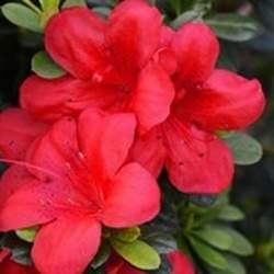 Pěnišník tupý 'BloomChampion Red' květináč 10 litrů, výška 35/45cm, keř-0