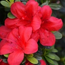 Rostliny - Pěnišník tupý 'BloomChampion Red' květináč 3 litry, výška 25/30cm, keř