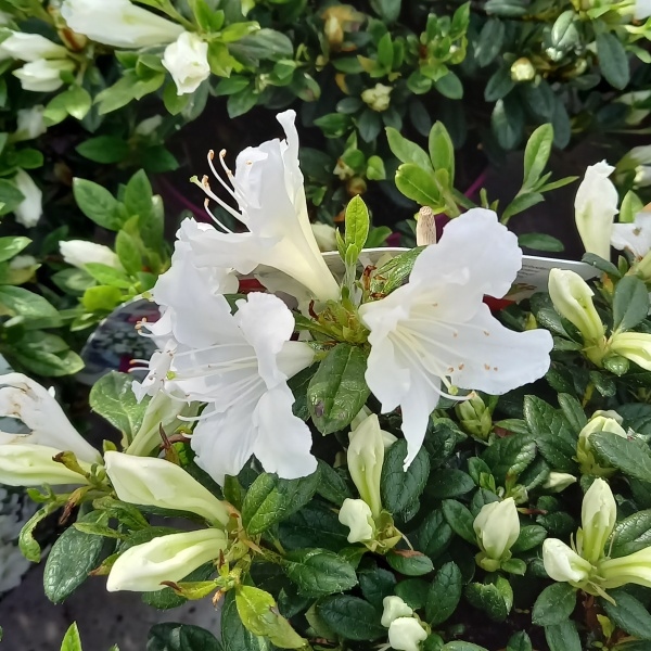 Pěnišník tupý 'BloomChampion White' květináč 3 litry, výška 25/30cm, keř-0