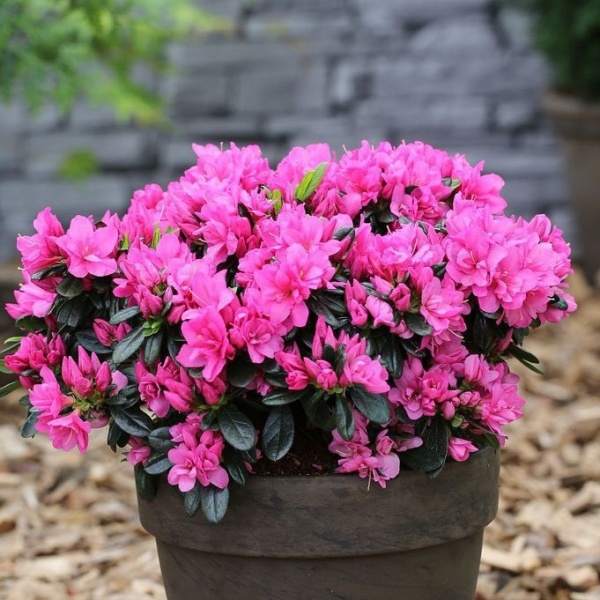 Rostliny - Pěnišník tupý 'Melina' výška 25/30cm, 4,6 litru