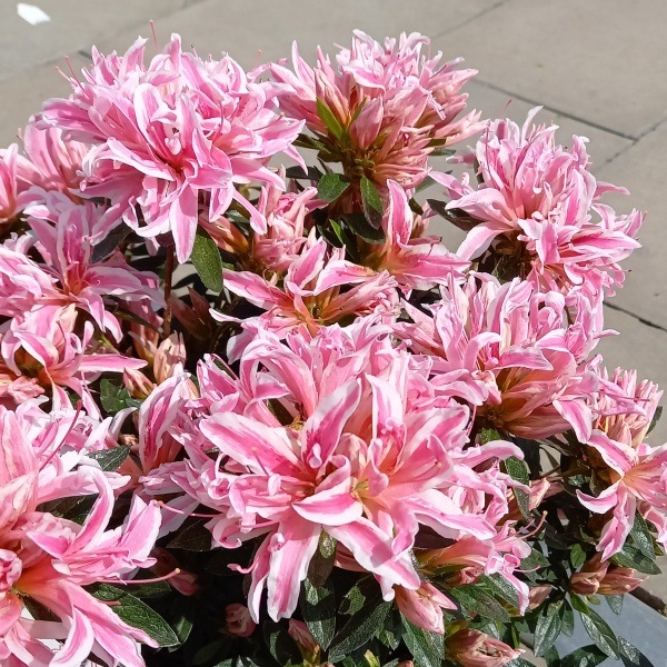 Pěnišníky a azalky - Pěnišník tupý Pink Spider 4,6 litru