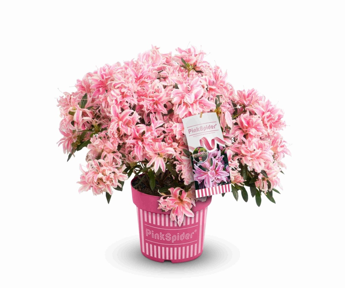 Pěnišníky a azalky - Pěnišník tupý Pink Spider 4,6 litru