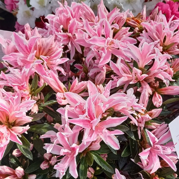 Pěnišníky a azalky - Pěnišník tupý Pink Spider kmínek 50cm, květináč 4 litry