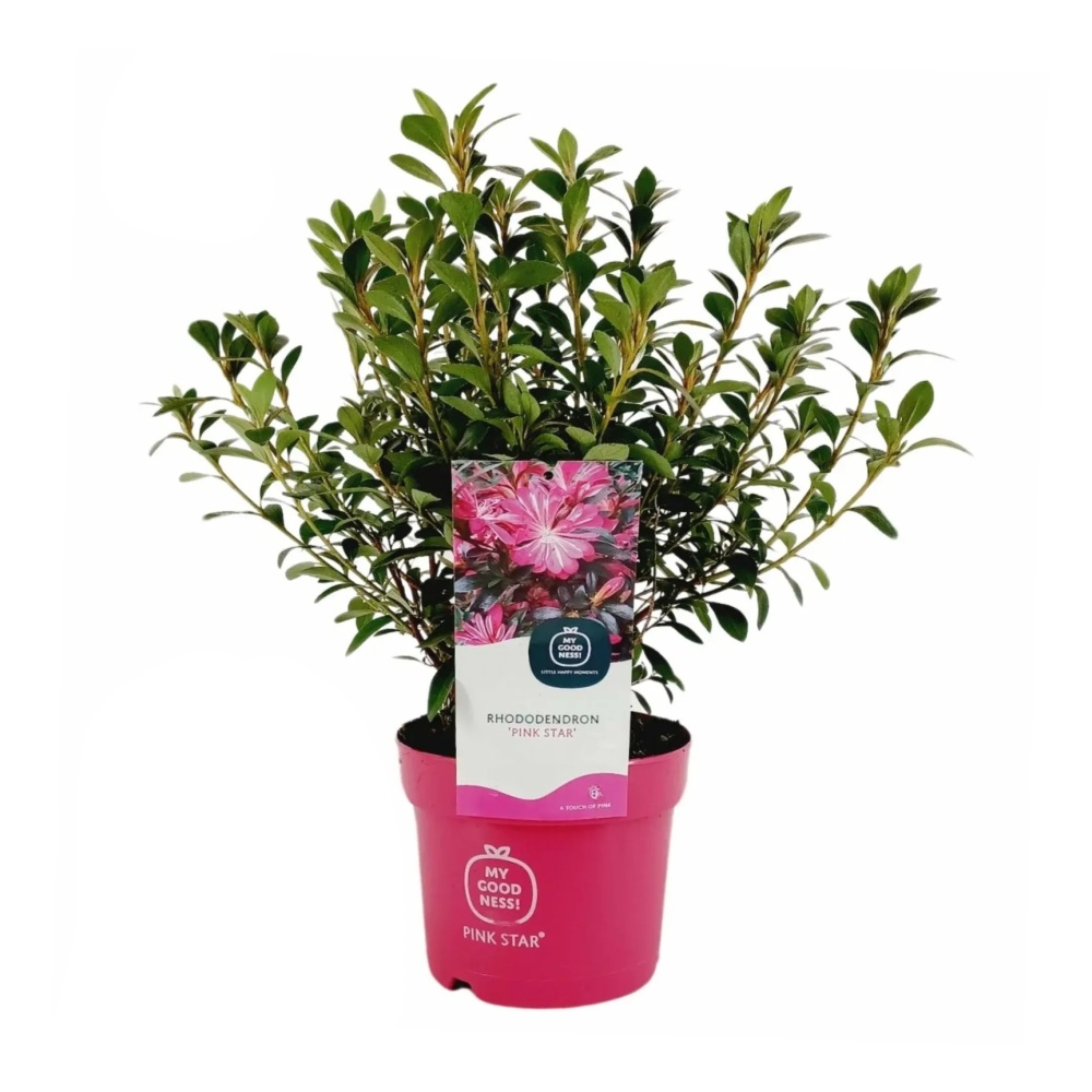 Rostliny - Pěnišník tupý Pink Star květináč 2 litry