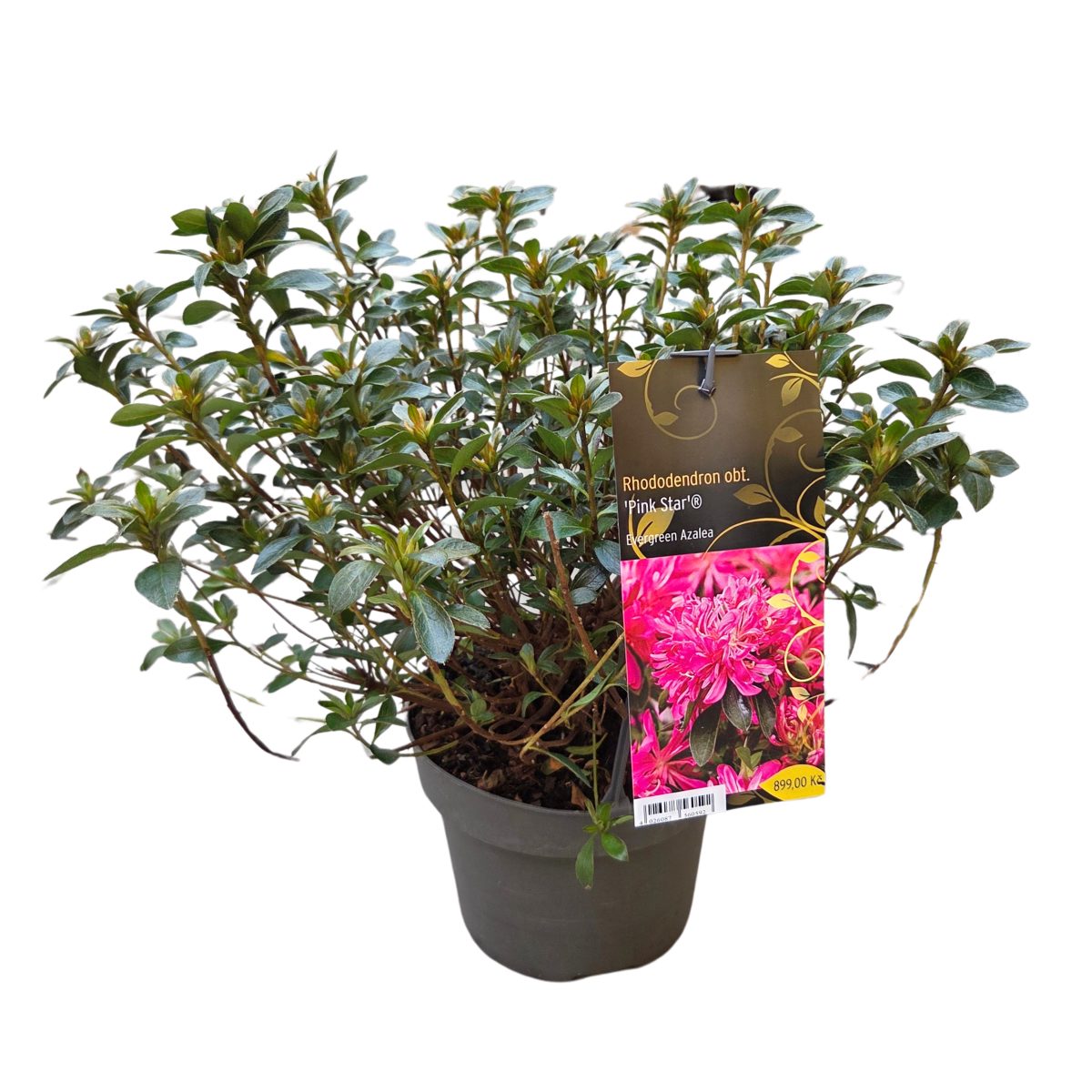 Pěnišníky a azalky - Pěnišník tupý Pink Star květináč 4,6 litru