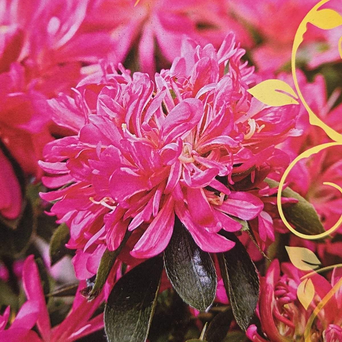 Pěnišník tupý Pink Star květináč 4,6 litru-0