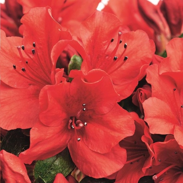 Rostliny - Pěnišník tupý 'Sandy Fire' výška 30/40cm, 4,6 litru