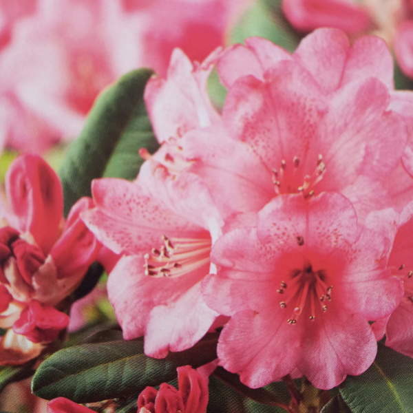 Pěnišníky a azalky - Pěnišník 'Wine & Roses' květináč 12 litrů, výška 60/70cm, keř