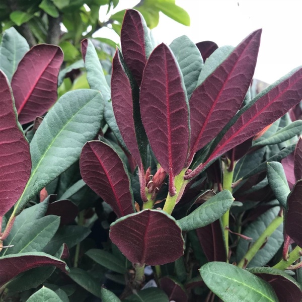 Pěnišník 'Wine & Roses' květináč 12 litrů, výška 60/70cm, keř-0