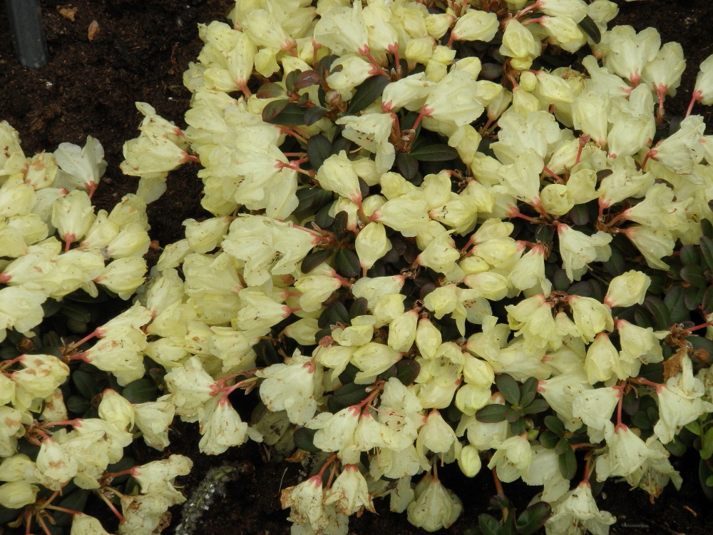 Pěnišník 'Wren' květináč 2,5 litru, výška 20/25cm, keř-1