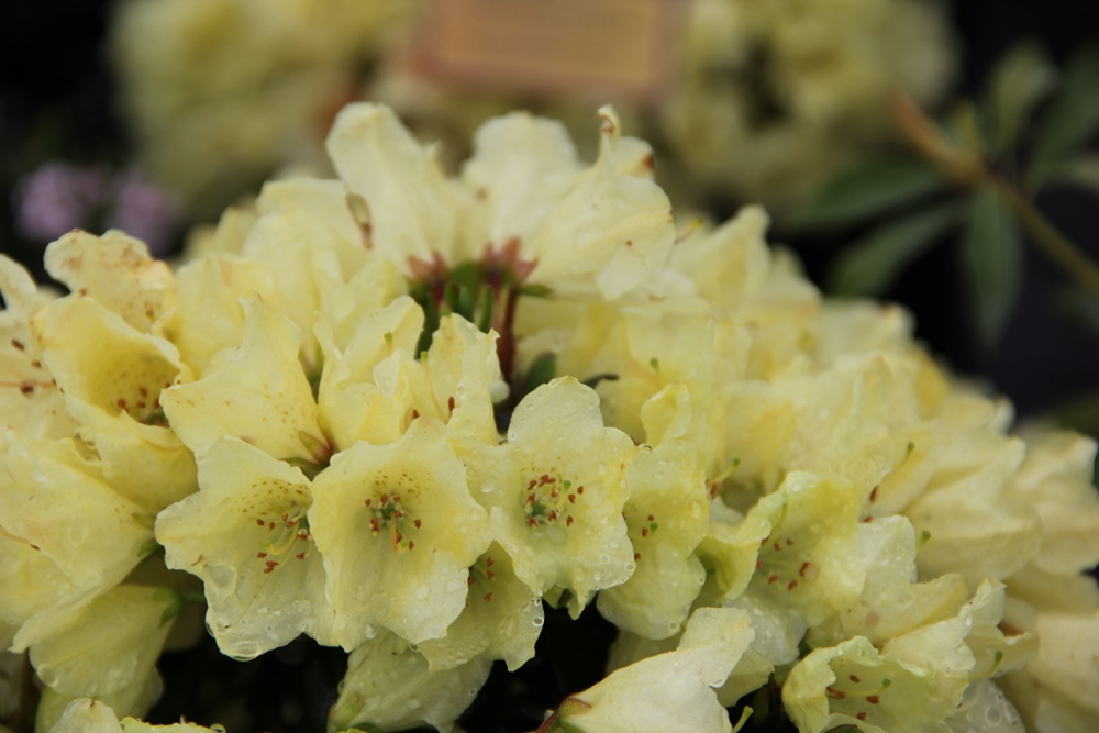 Pěnišník 'Wren' květináč 2,5 litru, výška 20/25cm, keř-3