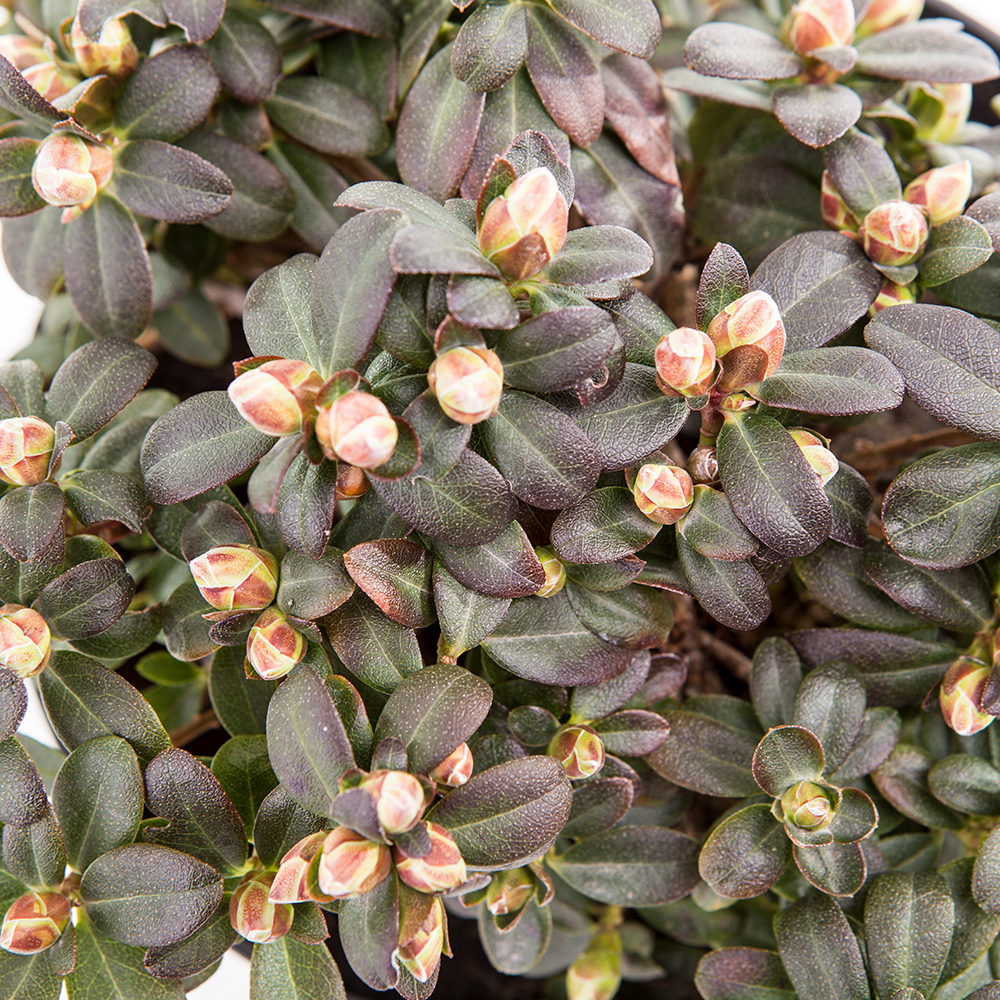 Rostliny - Pěnišník 'Wren' květináč 2,5 litru, výška 20/25cm, keř