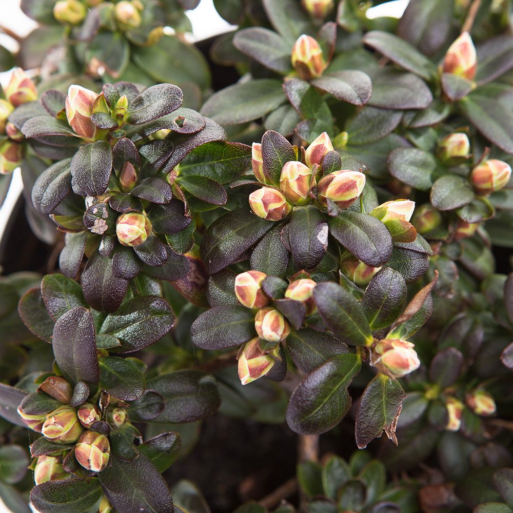 Pěnišník 'Wren' květináč 2,5 litru, výška 20/25cm, keř-0