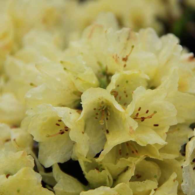 Pěnišník 'Wren' květináč 2,5 litru, výška 20/25cm, keř-2