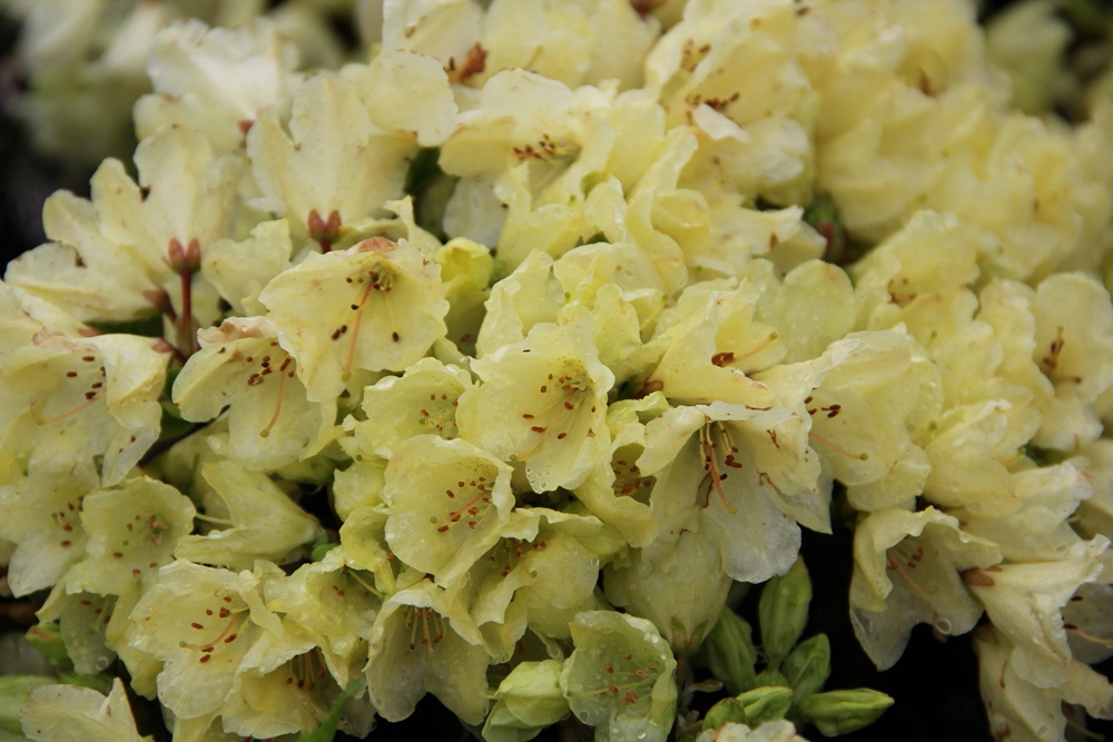 Pěnišník 'Wren' květináč 2,5 litru, výška 20/25cm, keř-4