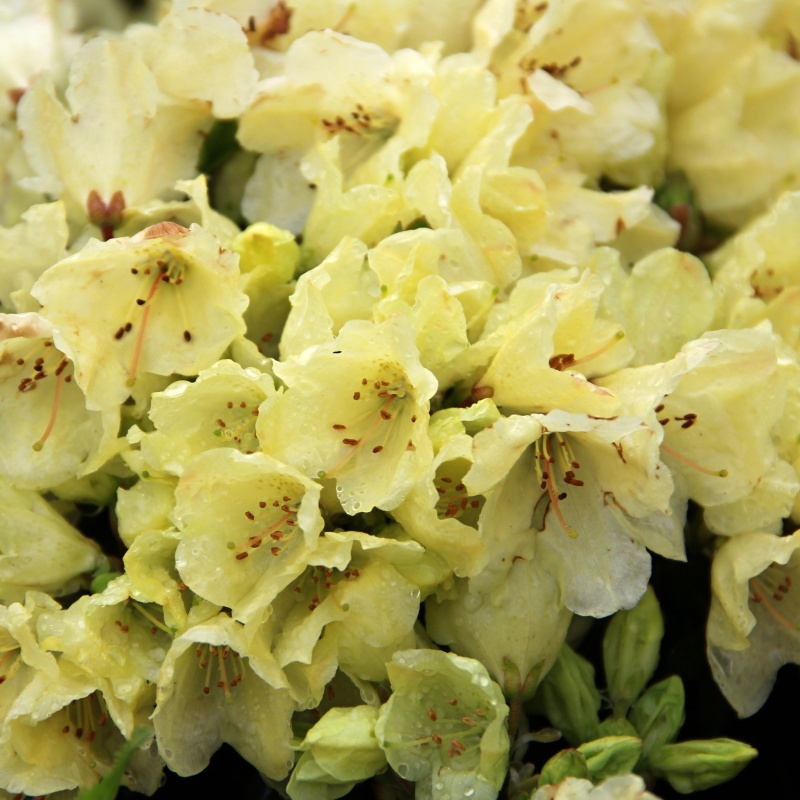 Rostliny - Pěnišník 'Wren' květináč 2 litry, výška 20/25cm, keř