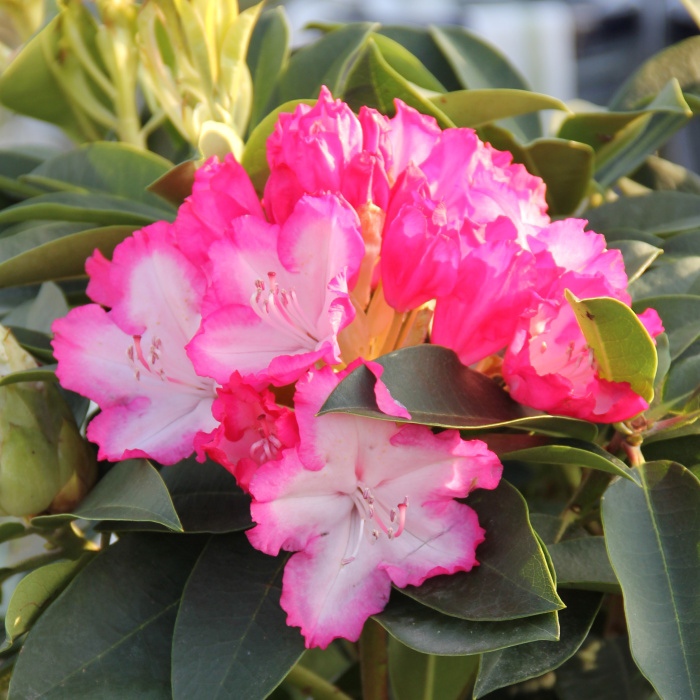 Pěnišníky a azalky - Pěnišník XXL květináč 3 litry, výška 35/40cm, keř