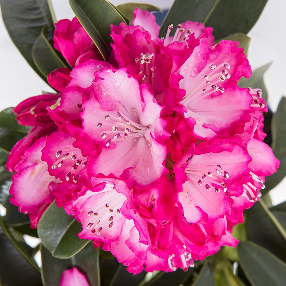 Pěnišníky a azalky - Pěnišník XXL květináč 5 litrů, výška 50/60cm, keř