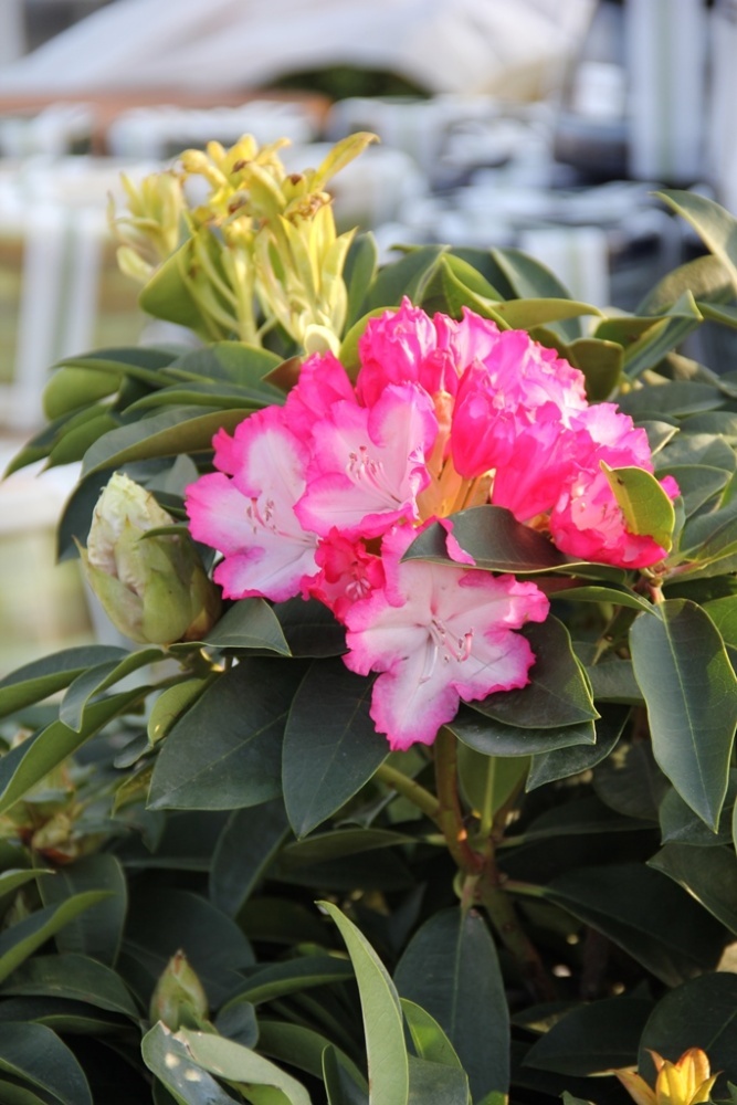 Pěnišník XXL květináč 5 litrů, výška 50/60cm, keř-0