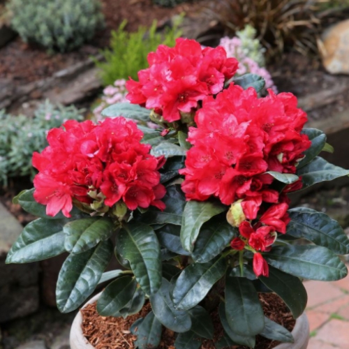 Pěnišníky a azalky - Pěnišník (Y) Easydendron 'Bohlken's Roter Stern' 5 litrů