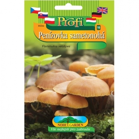 Houby - Penízovka sametonohá