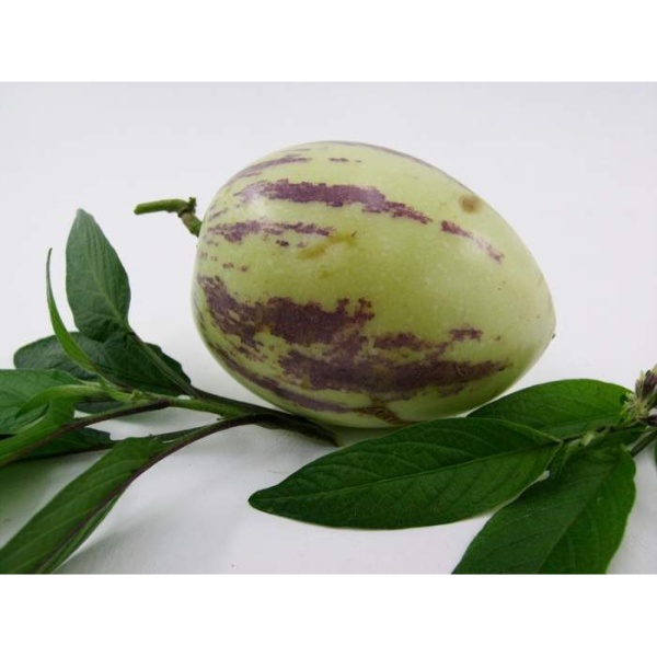 Bylinky - Pepino 11cm