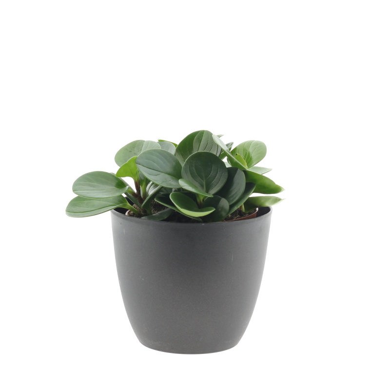 Okrasné pokojové rostliny - Pepřinec Bohemian Bravour květináč 15cm