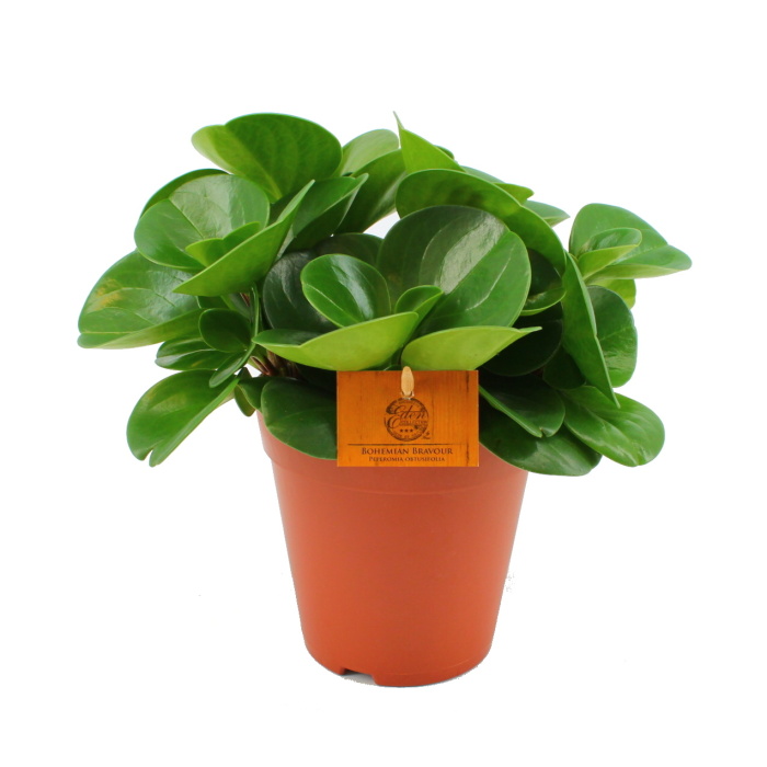 Pepřinec Bohemian Bravour květináč 15cm-0