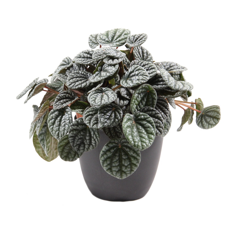 Pokojové rostliny okrasné listem - Pepřinec 'Burning Bush' květináč 15cm