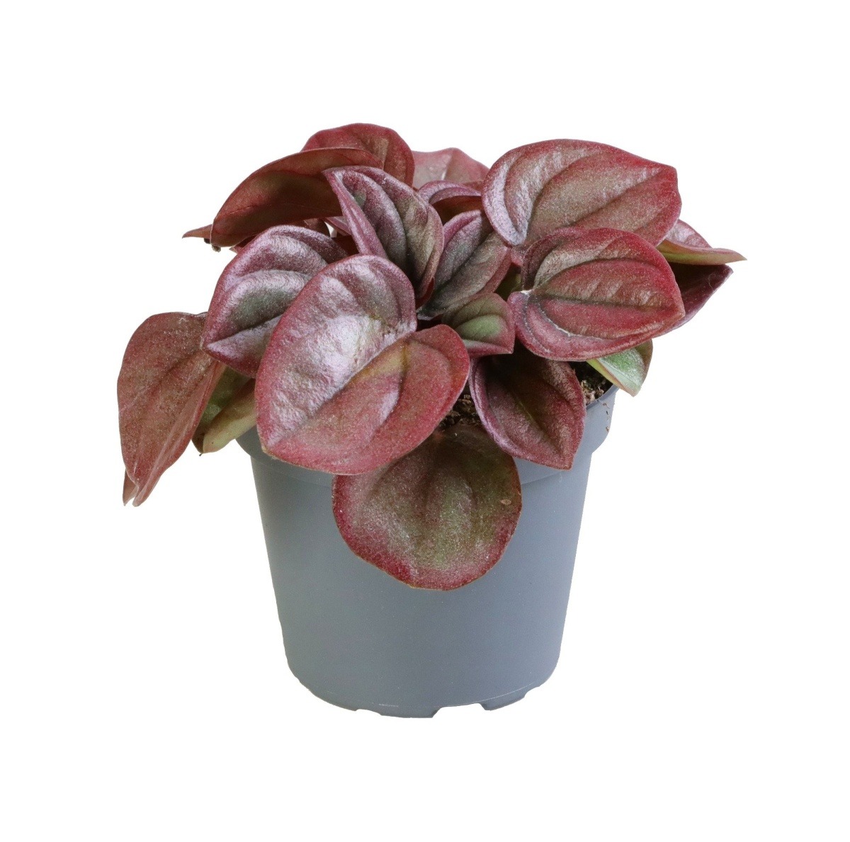 Okrasné pokojové rostliny - Pepřinec Cayenne květináč 12cm