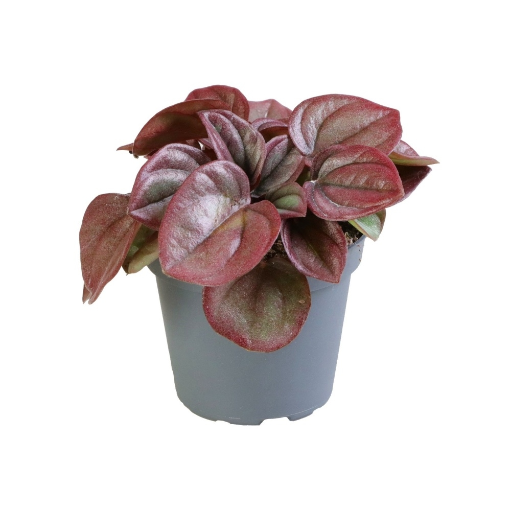 Okrasné pokojové rostliny - Pepřinec 'Cayenne' květináč 6cm