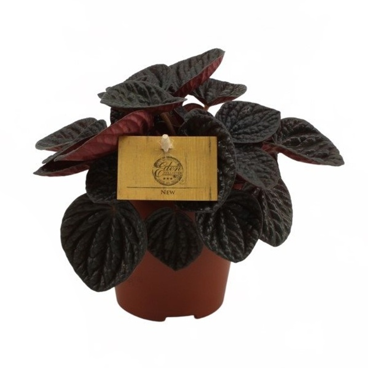 Okrasné pokojové rostliny - Pepřinec Chocolat květináč 12cm