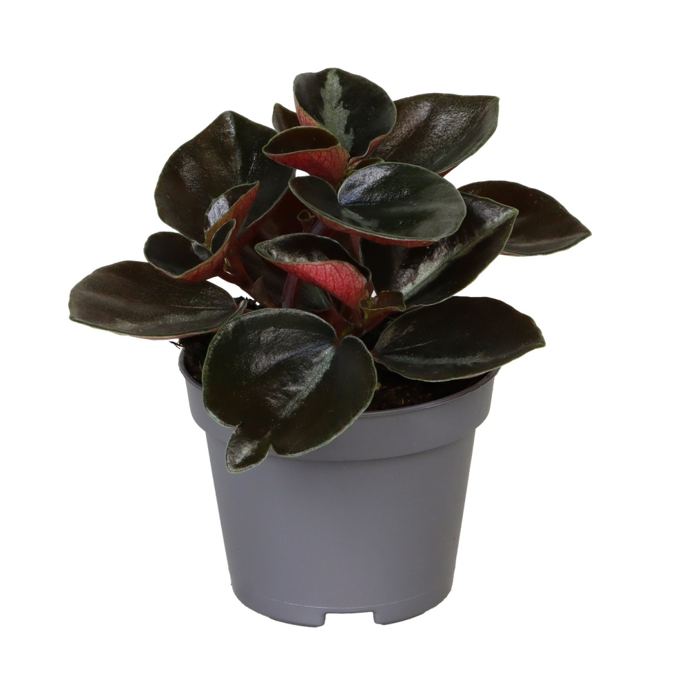 Okrasné pokojové rostliny - Pepřinec Colombiana květináč 6cm