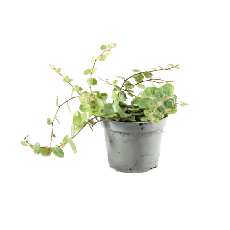 Okrasné pokojové rostliny - Pepřinec EXTRA mix květináč 6cm