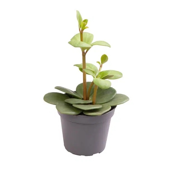 Okrasné pokojové rostliny - Pepřinec Hope květináč 6cm