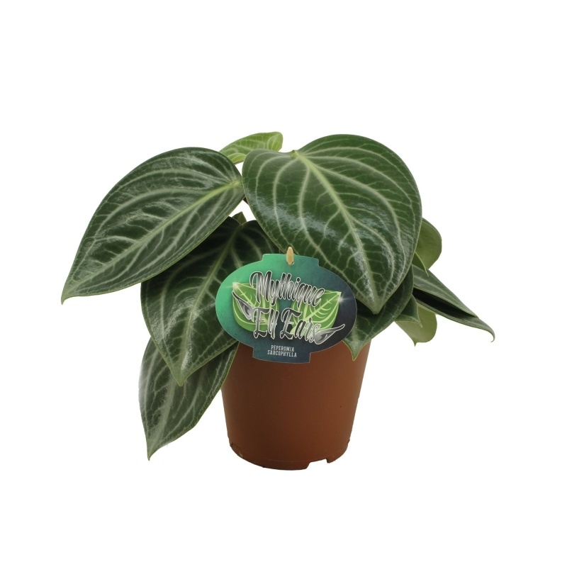 Okrasné pokojové rostliny - Pepřinec květináč 15cm