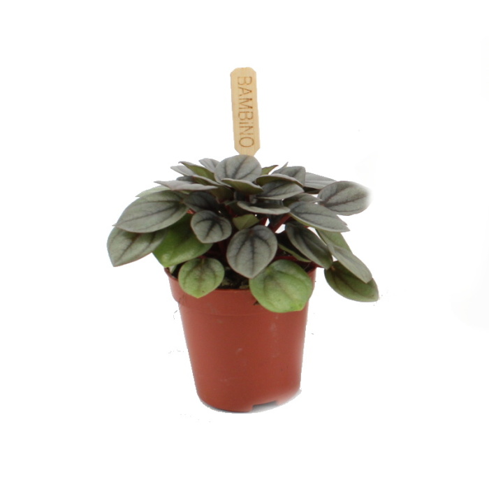 Pokojové rostliny okrasné listem - Pepřinec 'Milano' květináč 6cm