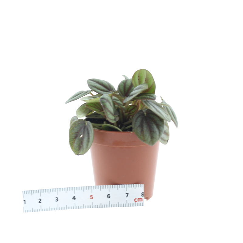 Pepřinec 'Milano' květináč 6cm-0