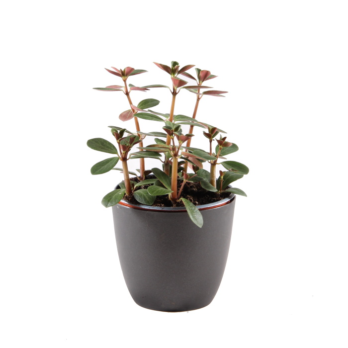 Pepřinec MIX květináč 11cm-0