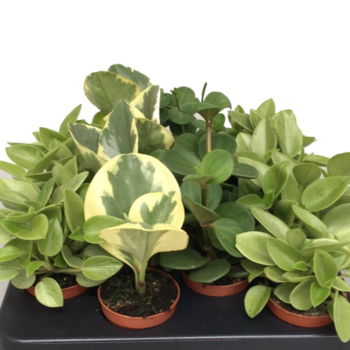 Okrasné pokojové rostliny - Pepřinec MIX květináč 5,5cm