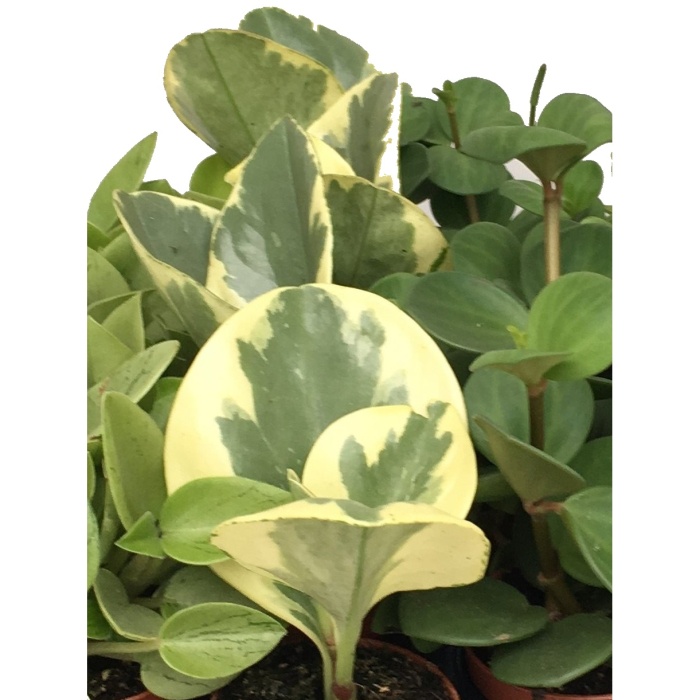 Pepřinec MIX květináč 5,5cm-0