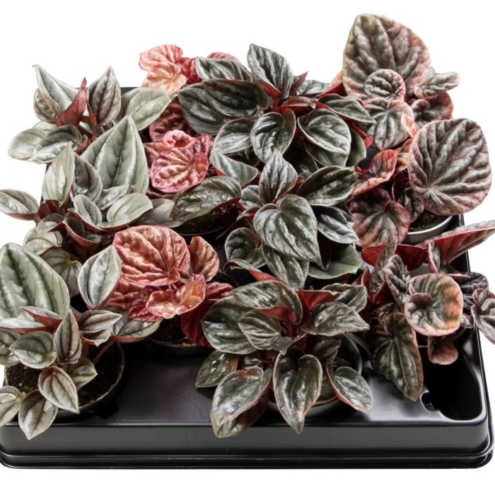 Okrasné pokojové rostliny - Pepřinec MIX květináč 6cm