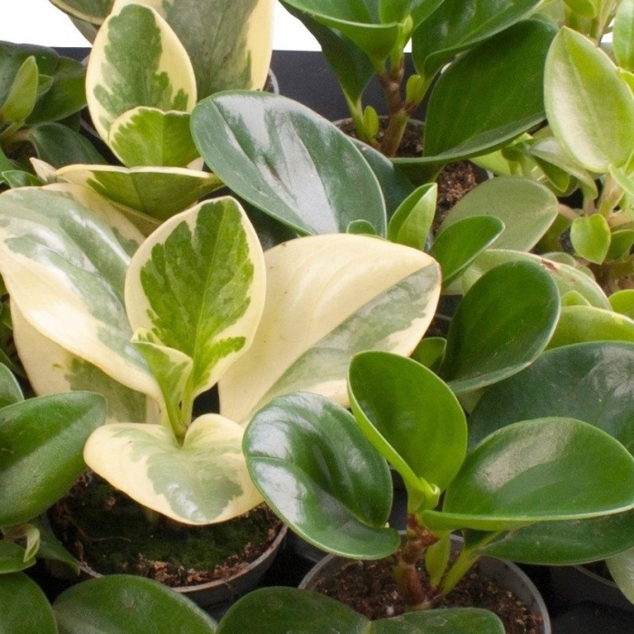 Pepřinec MIX květináč 6cm-0