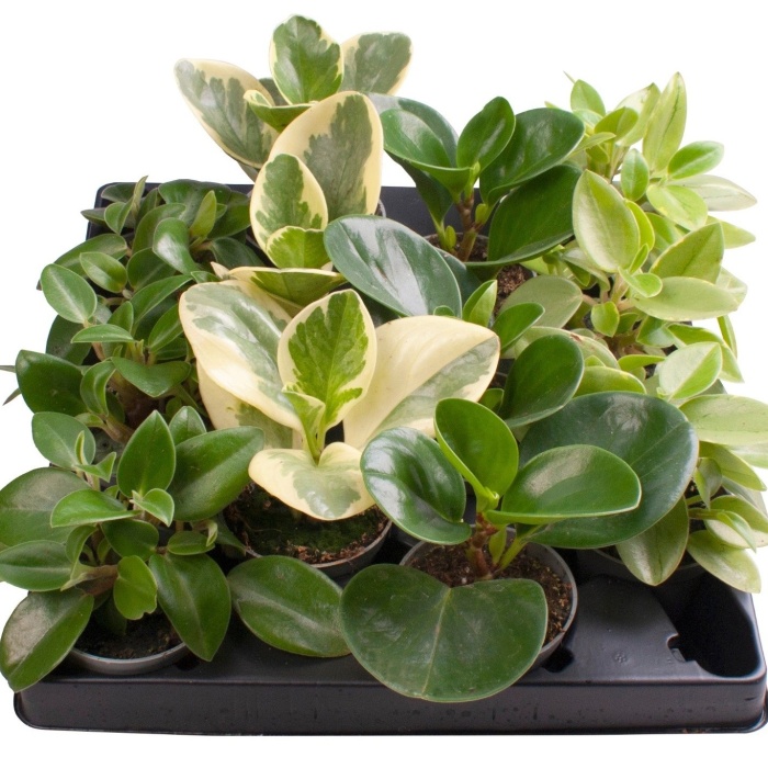 Pepřinec MIX květináč 6cm-1