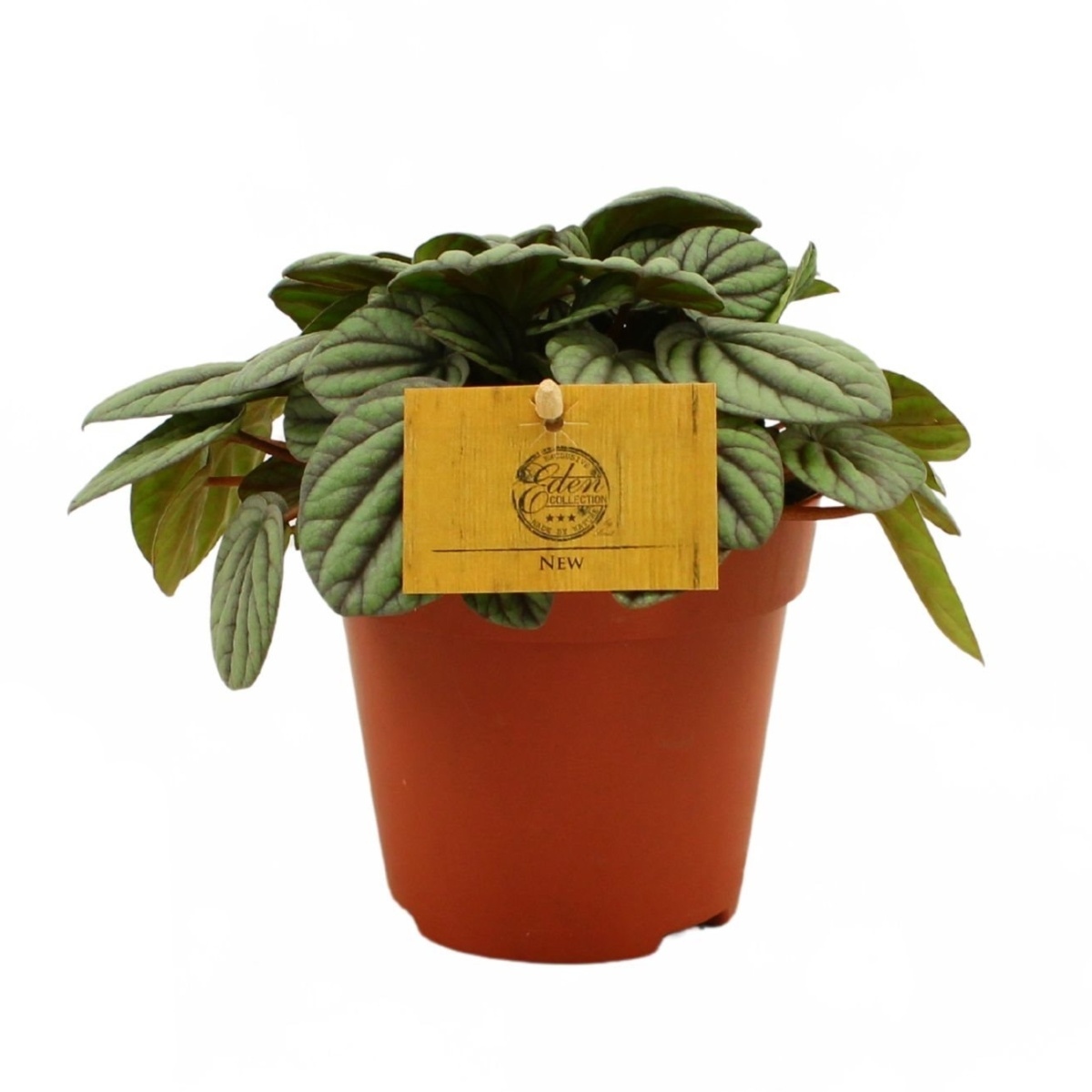 Okrasné pokojové rostliny - Pepřinec Mystique květináč 12cm