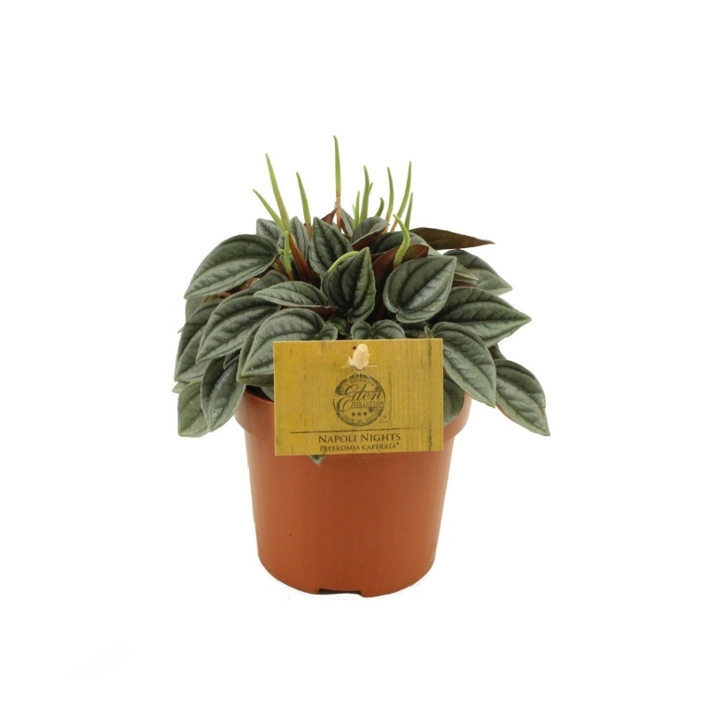 Okrasné pokojové rostliny - Pepřinec Napoli Nights květináč 10,5cm