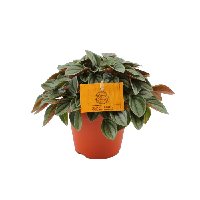 Okrasné pokojové rostliny - Pepřinec 'Napoli Nights' květináč 12cm